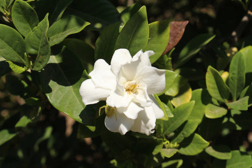 Best Gardenia Fragrances