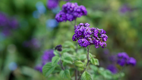 Best Heliotrope Fragrances