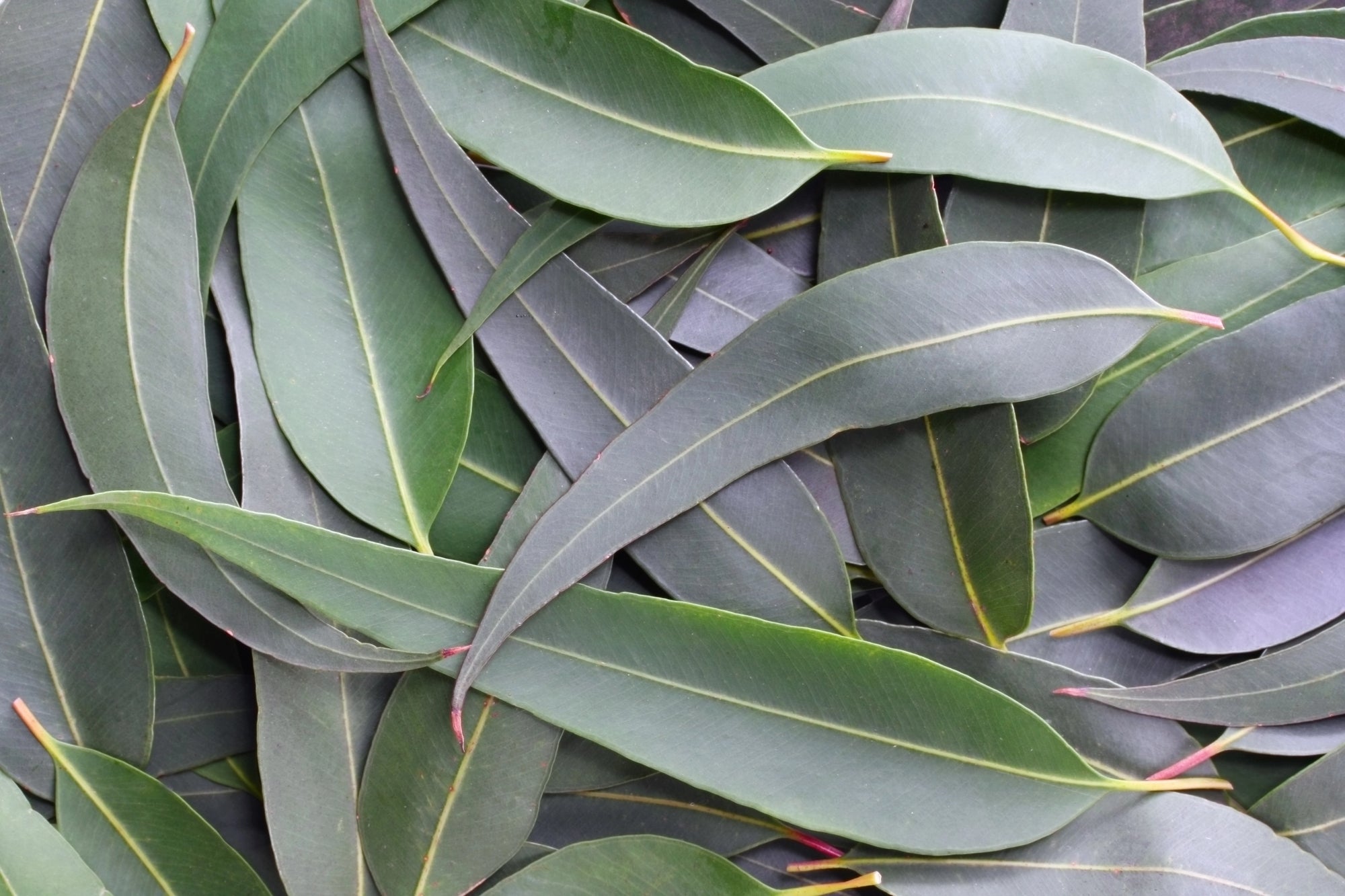 Best Eucalyptus Fragrances