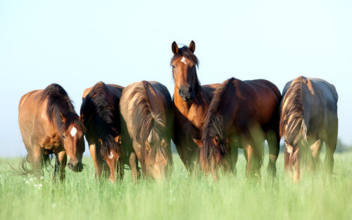 Best Horse Fragrances