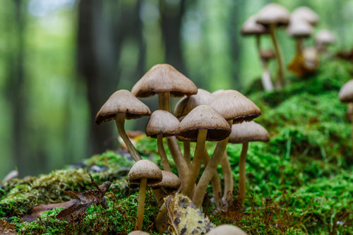 Best Mushroom Fragrances