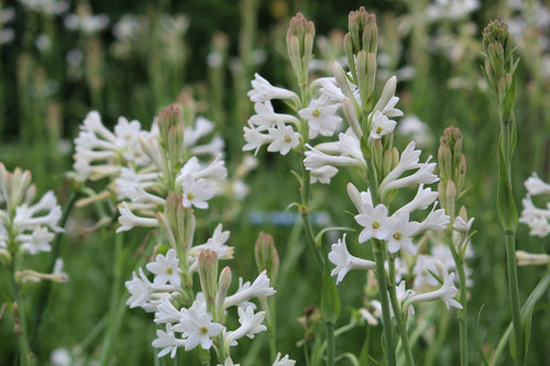 Best Tuberose Fragrances