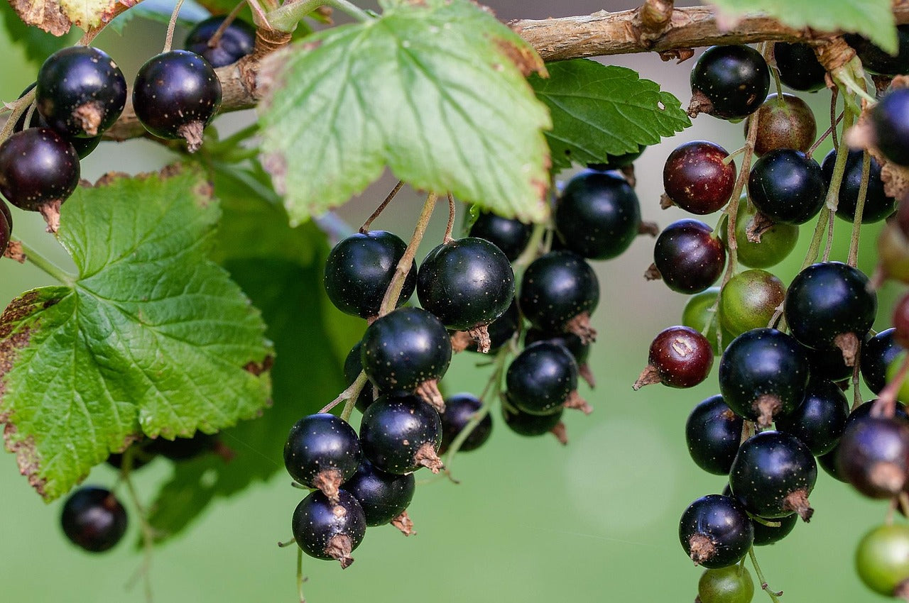 Best Blackcurrant Fragrances