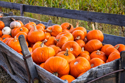 pumpkins